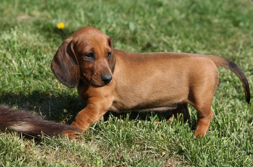 Raças de cães anões - 1