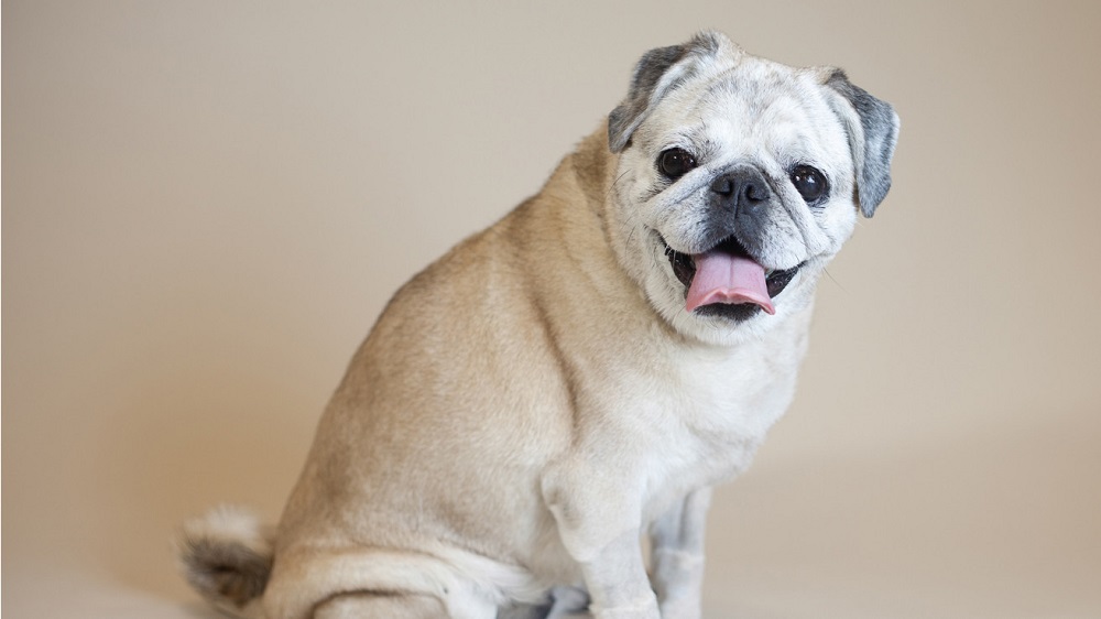 Raças de cães anões - 2