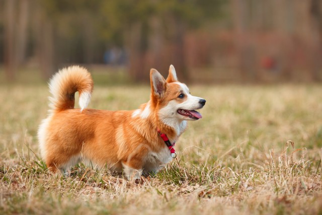 Raças de cães anões - 3