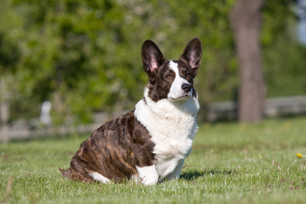 Raças de cães anões - 4