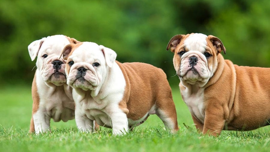 Raças de cães anões - 6