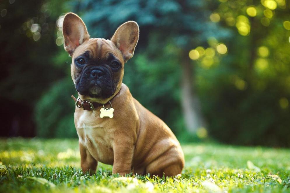 Raças de cães anões - 7