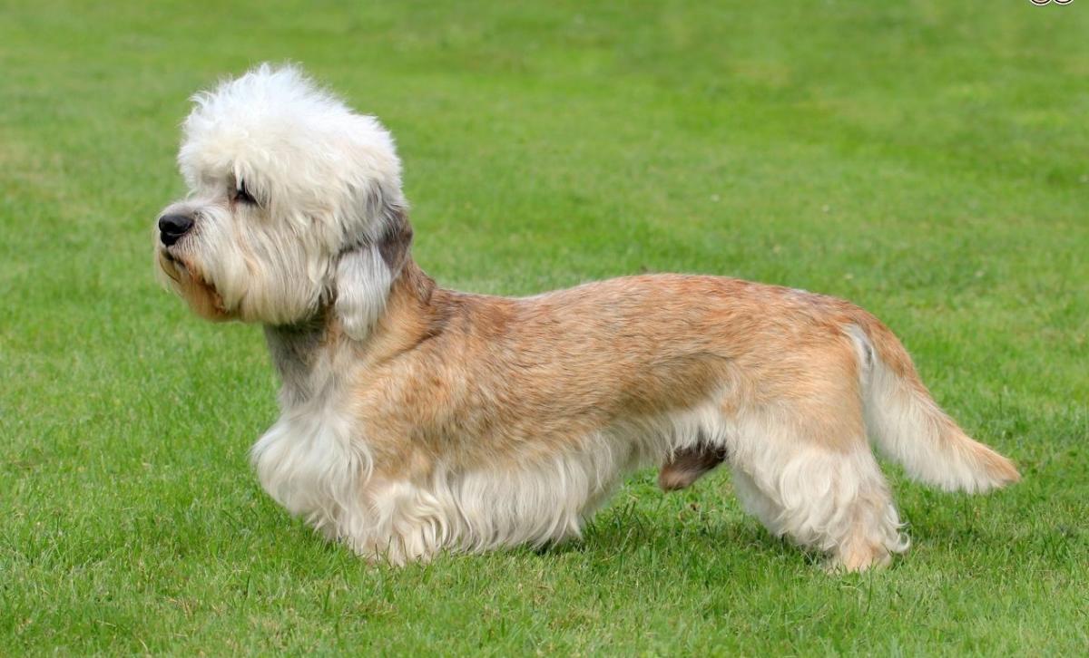 Raças de cães anões - 8