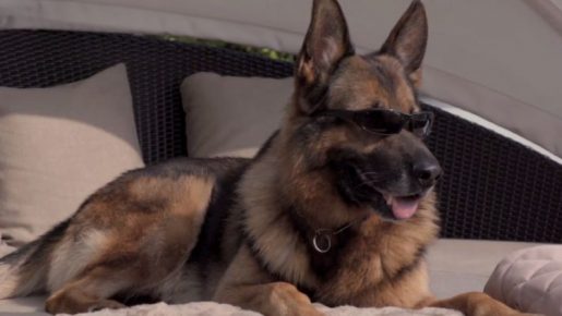 Cão Gunther
