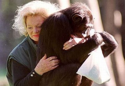 Chimpanzé Kalu e sua amante