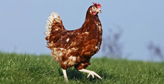 Frango gigu