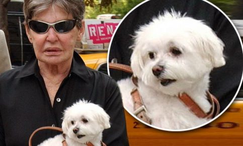 Leon Helmsley e seu cachorro maltês