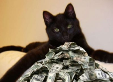 Gato Tommaso