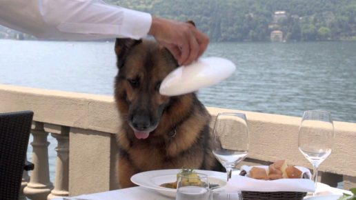 O cão pastor Gunther está almoçando
