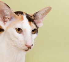Foto oriental de gato 7
