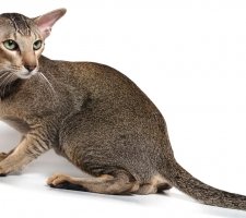 Foto oriental do gato 8