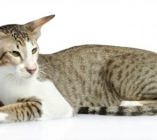 Foto oriental de gato 4