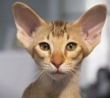 Foto oriental de gato 9