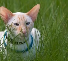 Foto oriental de gato 1