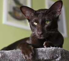 Foto oriental de gato 3