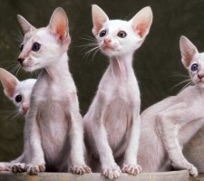 Foto oriental de gato 2