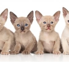 Foto oriental de gato 5