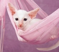 Foto oriental de gato 6