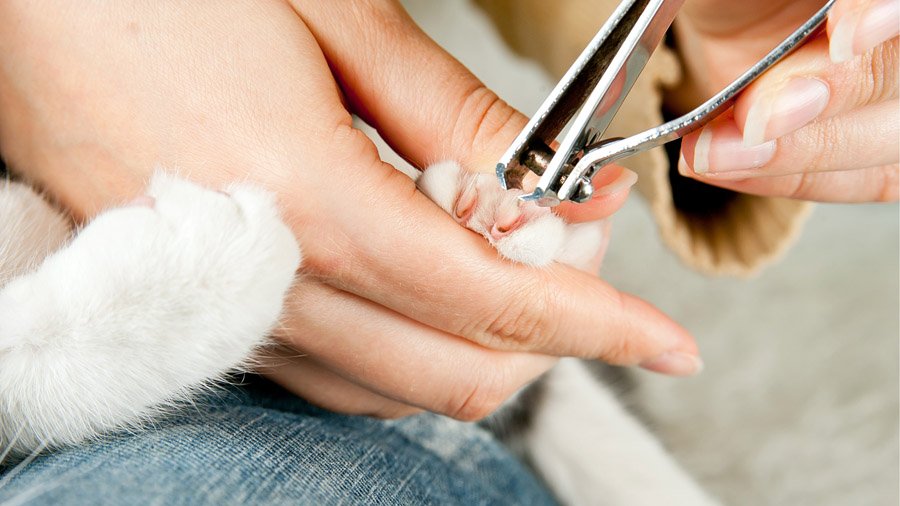 Como cortar as garras de um gato
