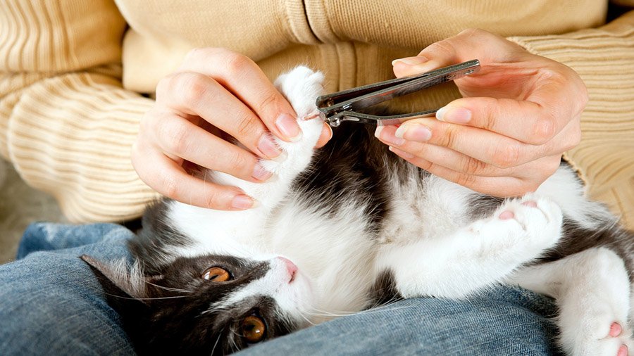 Como cortar as garras de um gato