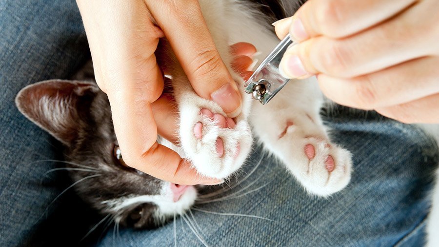 Como cortar as garras de um gato