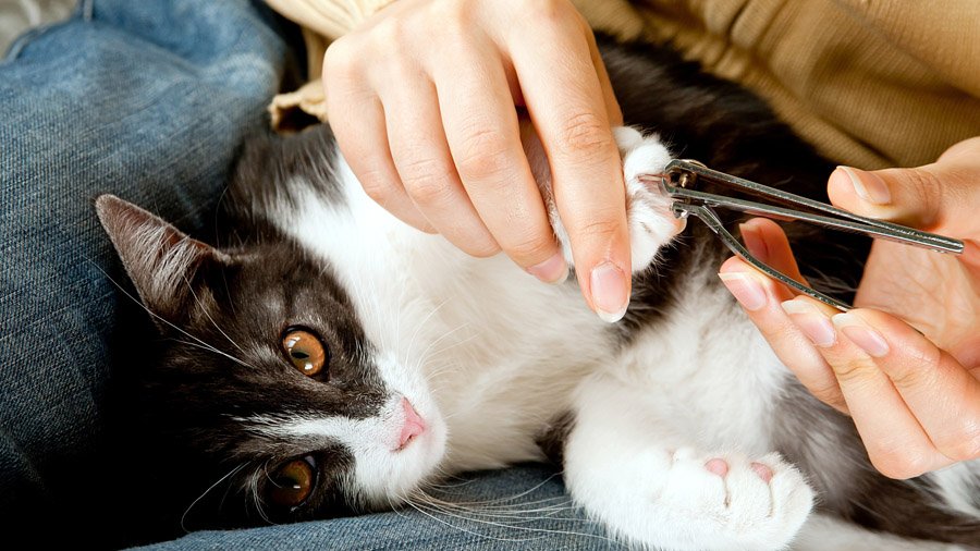 Como cortar as garras de um gato