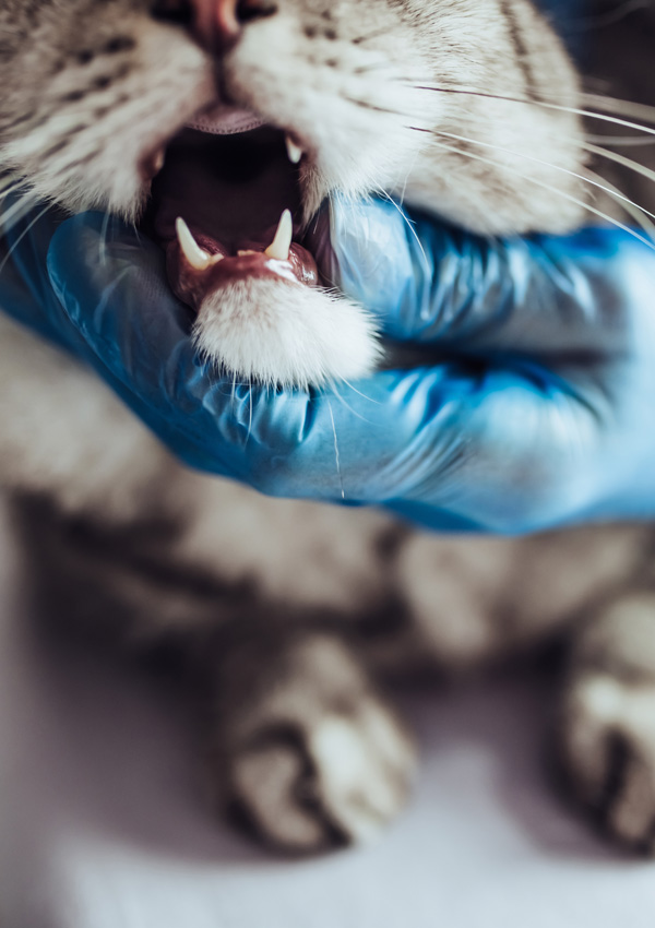 Veterinário e gato