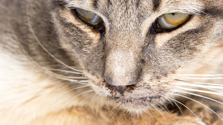 Calcivirose em um gato