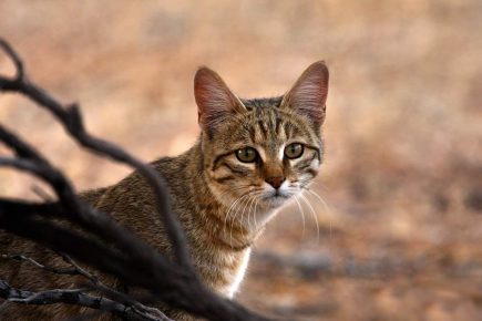 Gato líbio