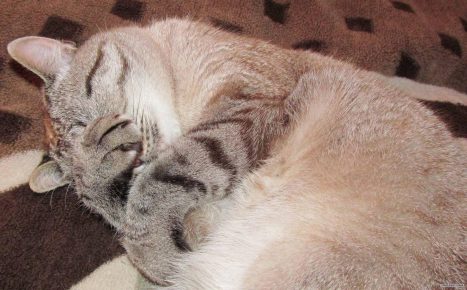 gato cobre o nariz com a pata