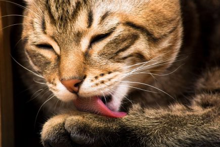 gato está lavando