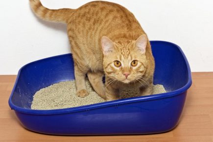 gato em uma bandeja
