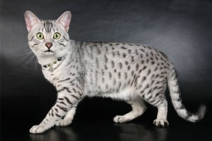 mau