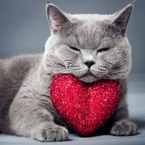 gato e coração