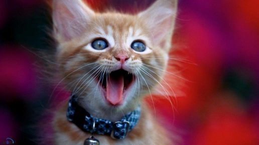 gatinho mia