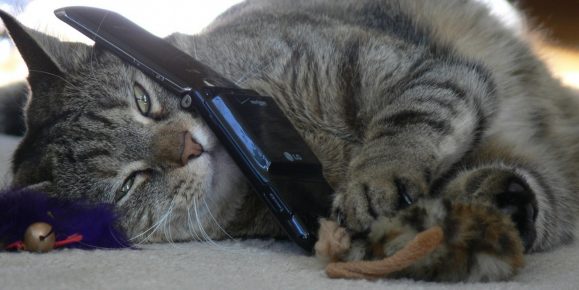 gato está falando