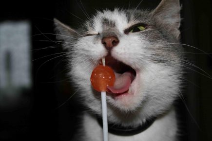 gato e pirulito