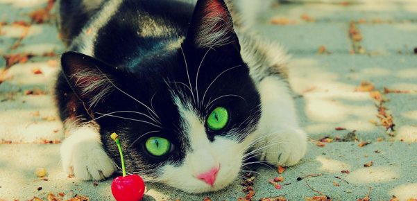 gato