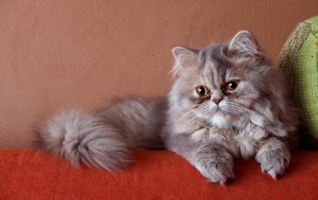 Gato persa
