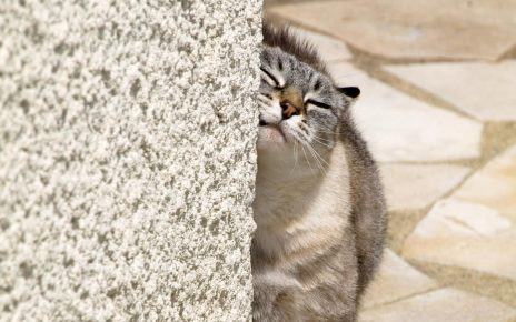 gato esfrega contra a parede