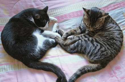 gatos