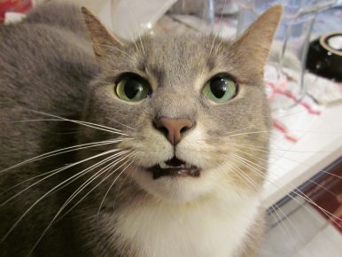 gato cheirando