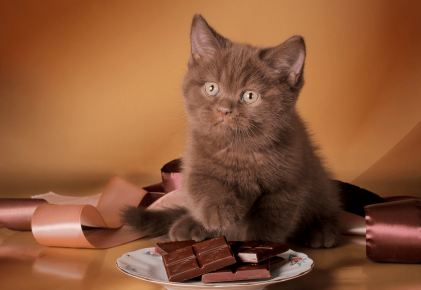 gatinho com chocolate