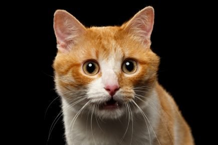 gato cheirando