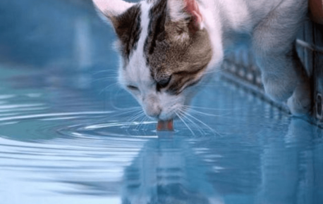 gato bebe água