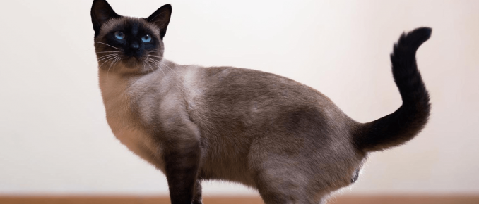 Gato