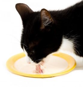 colo de gato