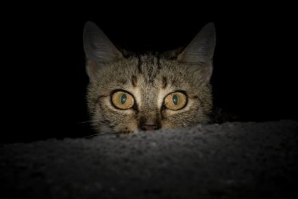gato ao entardecer