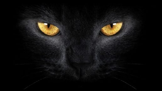 gato no escuro