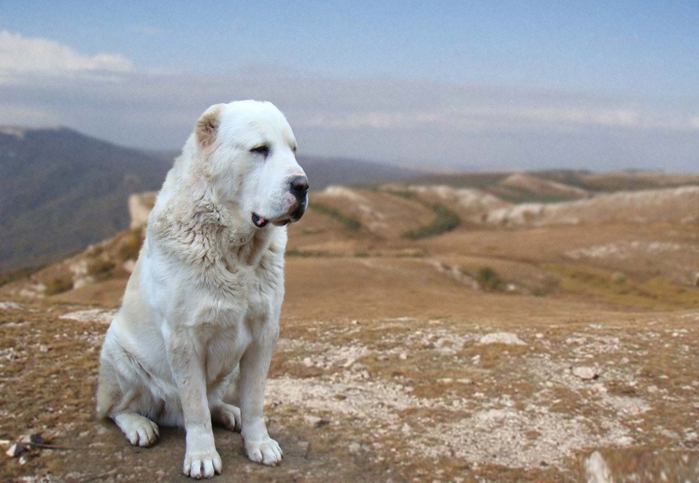 Alabay - cão pastor da Ásia Central - foto